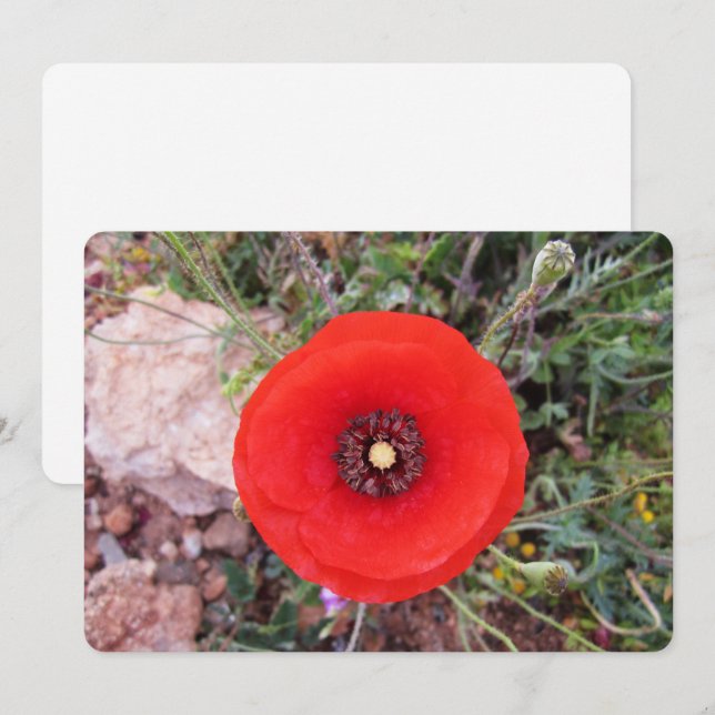 Wild Poppy Julkort (Fram/baksida)