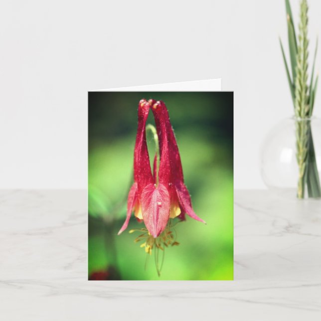Wild Red Columbine Flower Photography  Anteckningskort (Framsida)