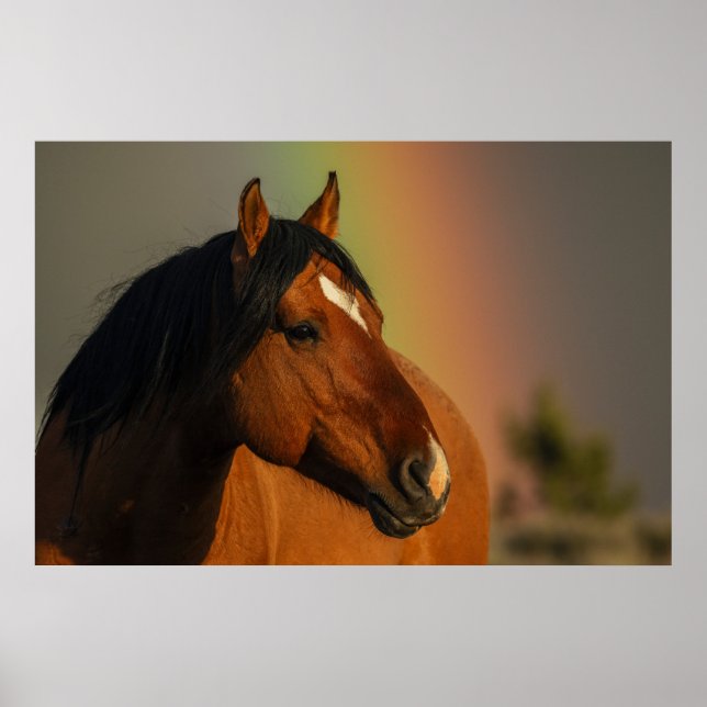 Wild Stallion, Golden Light and Rainbow Poster (Framsidan)