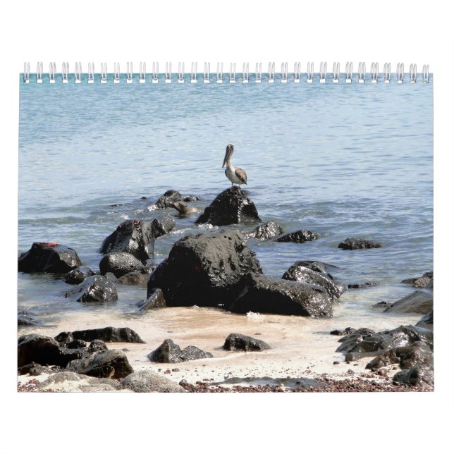 wild world of the Galapagos Kalender (Omslag)