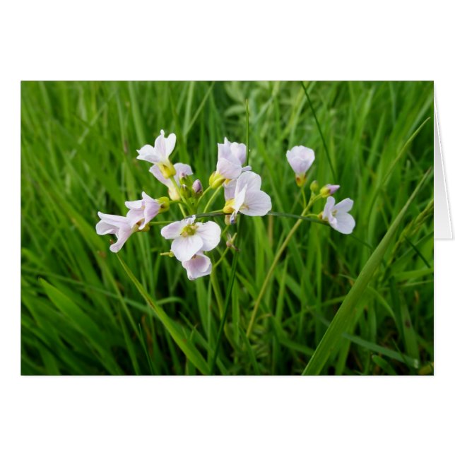 Wildblomdelight Hälsningskort (Framsidan Horizontal)