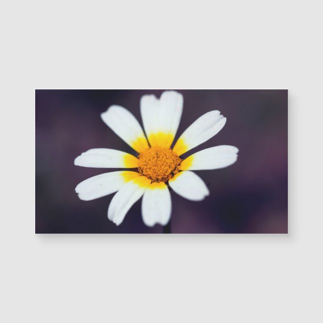 Wildblomma (Framsida)