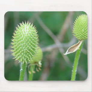 Wildblomma 2 musmatta