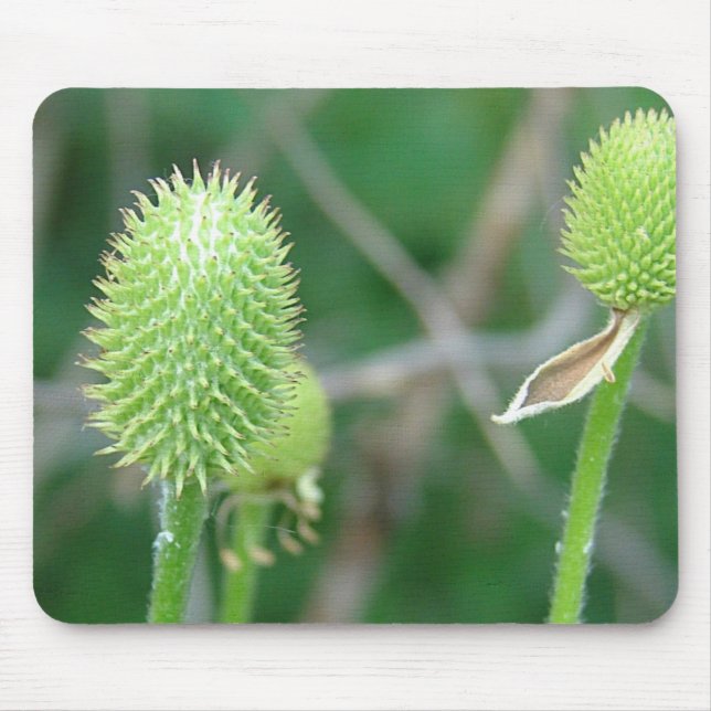 Wildblomma 2 musmatta (Framsidan)