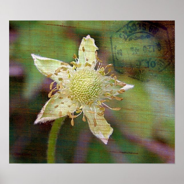 Wildblomma 4 poster (Framsidan)