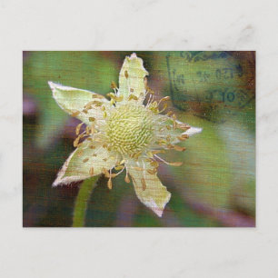 Wildblomma 4 vykort