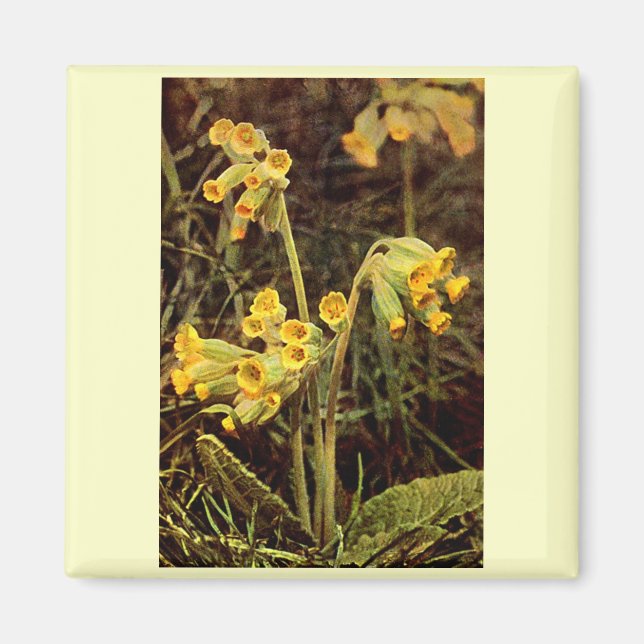 Wildblomma: Cowgla Magnet (Framsidan)