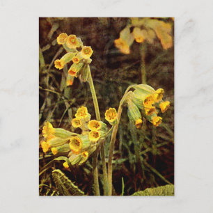 Wildblomma: Cowgla Vykort