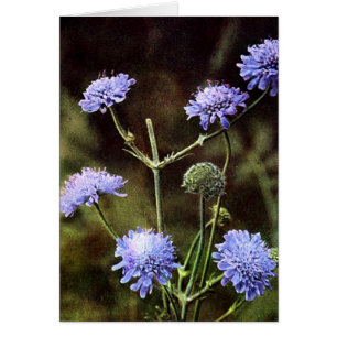 Wildblomma: Fält Scabious Hälsningskort