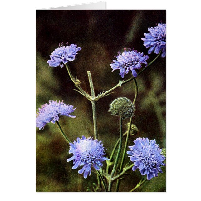 Wildblomma: Fält Scabious Hälsningskort (Framsidan)
