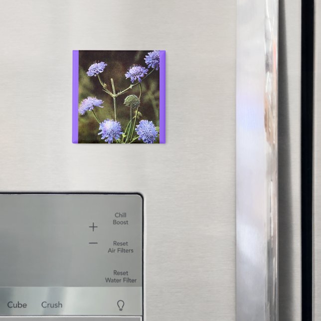 Wildblomma: Fält Scabious Magnet (In Situ (Fridge))
