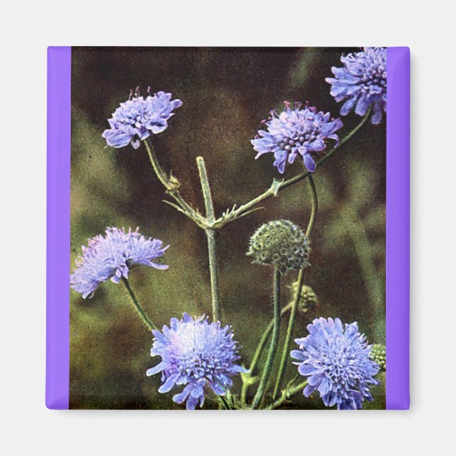 Wildblomma: Fält Scabious Magnet (Framsidan)