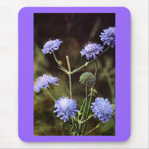 Wildblomma: Fält Scabious Musmatta