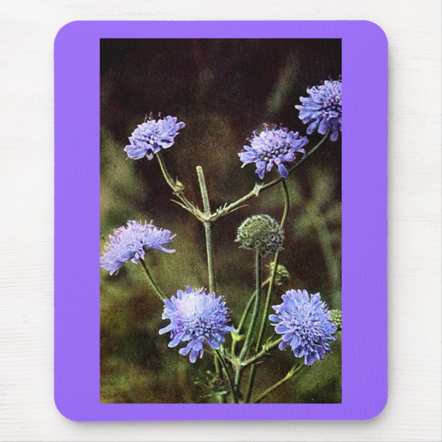 Wildblomma: Fält Scabious Musmatta (Framsidan)