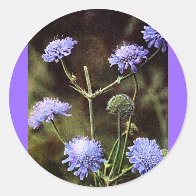 Wildblomma: Fält Scabious Runt Klistermärke (Framsida)