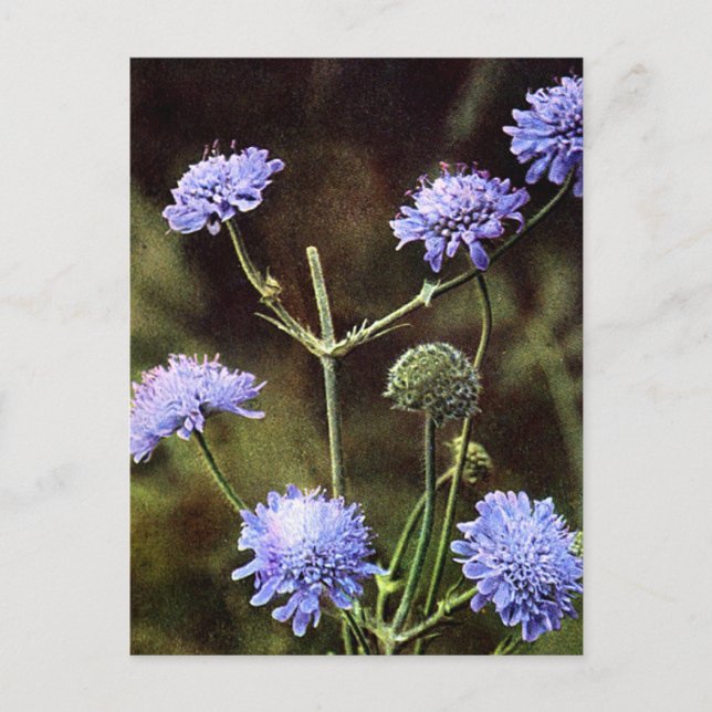 Wildblomma: Fält Scabious Vykort (Framsida)