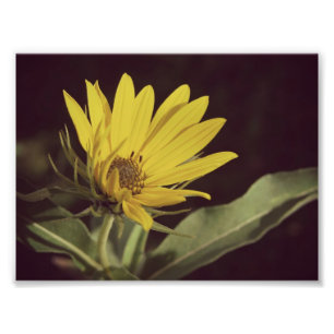 Wildblomma Fototryck