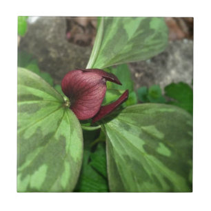 Wildblomma Kakelplatta