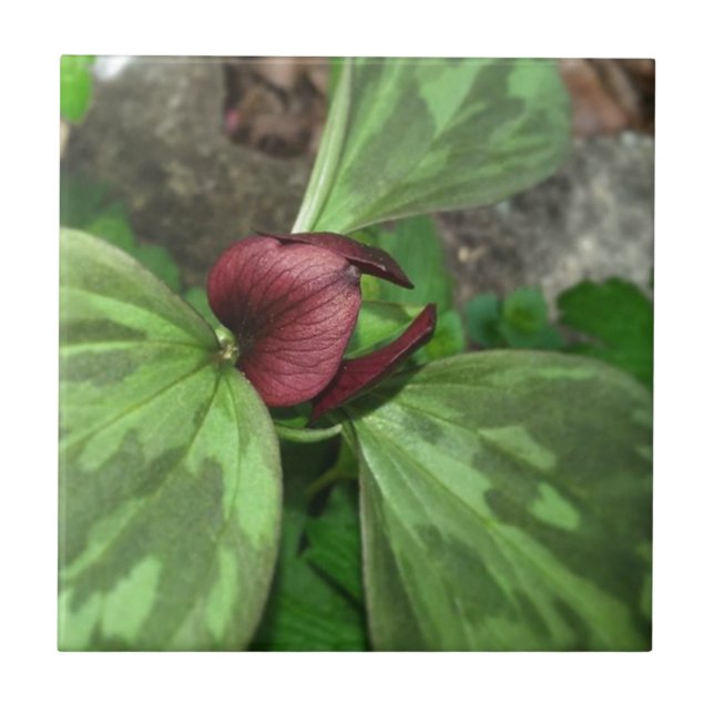 Wildblomma Kakelplatta (Framsidan)