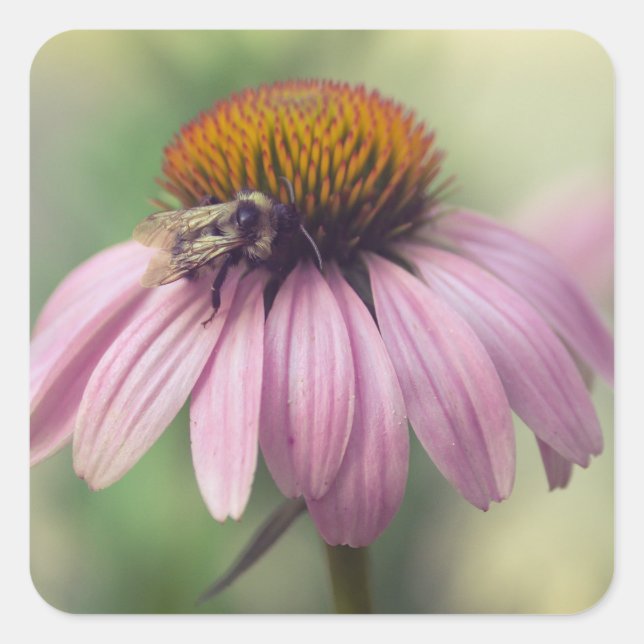 Wildblomma - Lila Coneflower / Echinacea Fyrkantigt Klistermärke (Framsida)