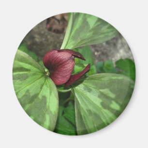 Wildblomma Magnet