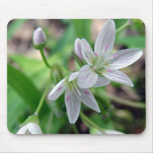 Wildblomma Musmatta