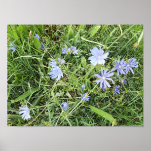 Wildblomma Poster