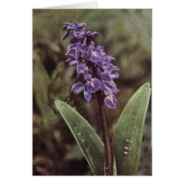 Wildblomma: Tidigt Lila Orchids Card Hälsningskort