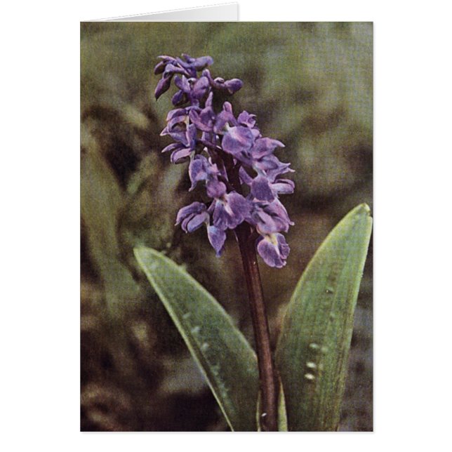 Wildblomma: Tidigt Lila Orchids Card Hälsningskort (Framsidan)