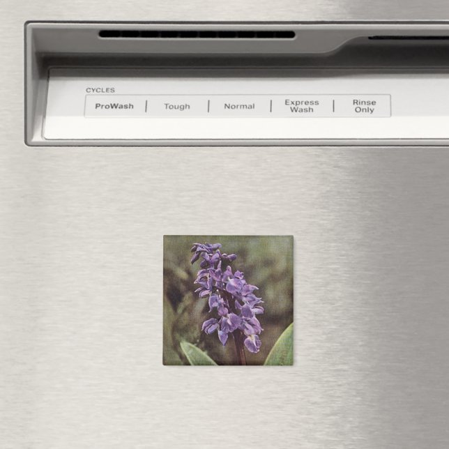 Wildblomma: Tidigt Lila Orchids Magnet (In Situ (Dishwasher))