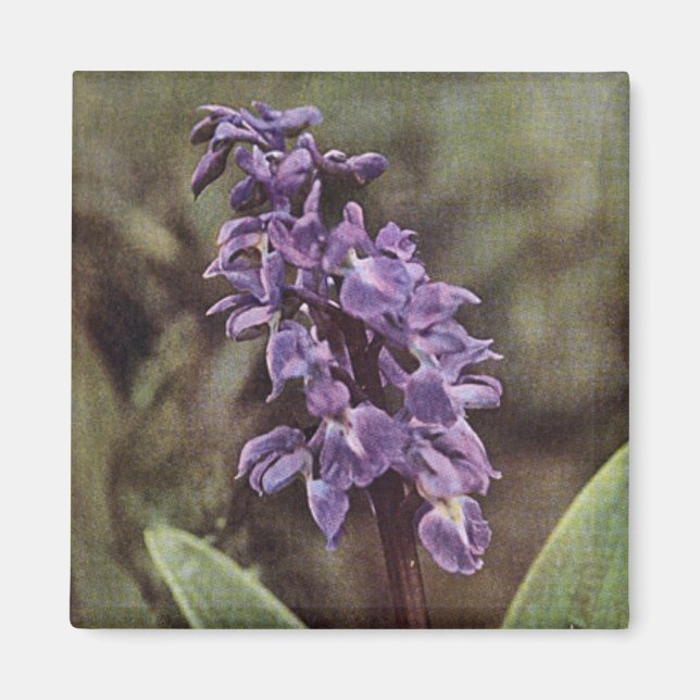 Wildblomma: Tidigt Lila Orchids Magnet (Framsidan)