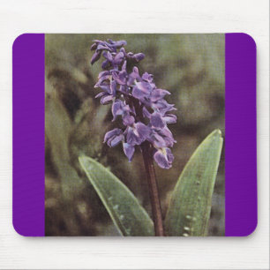Wildblomma: Tidigt Lila Orchids Musmatta