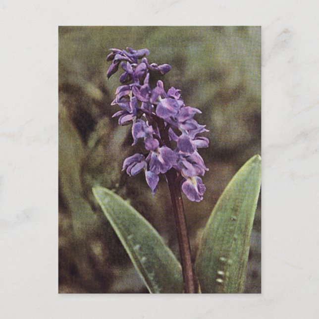 Wildblomma: Tidigt Lila Orchids Vykort (Framsida)