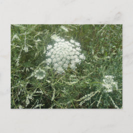 Wildblomma Vykort