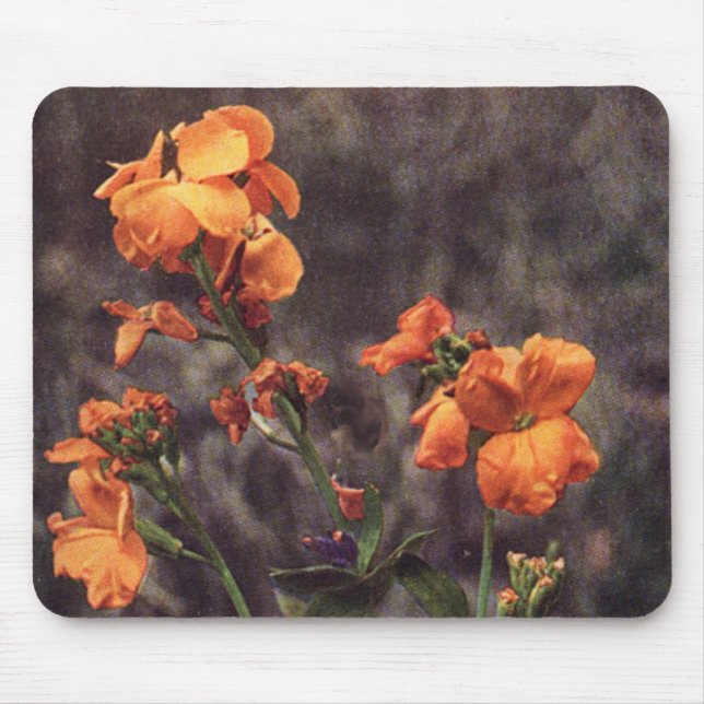 Wildblomma: Wallblomma Musmatta (Framsidan)