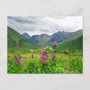 Wildblommor Alaska Valley Vykort