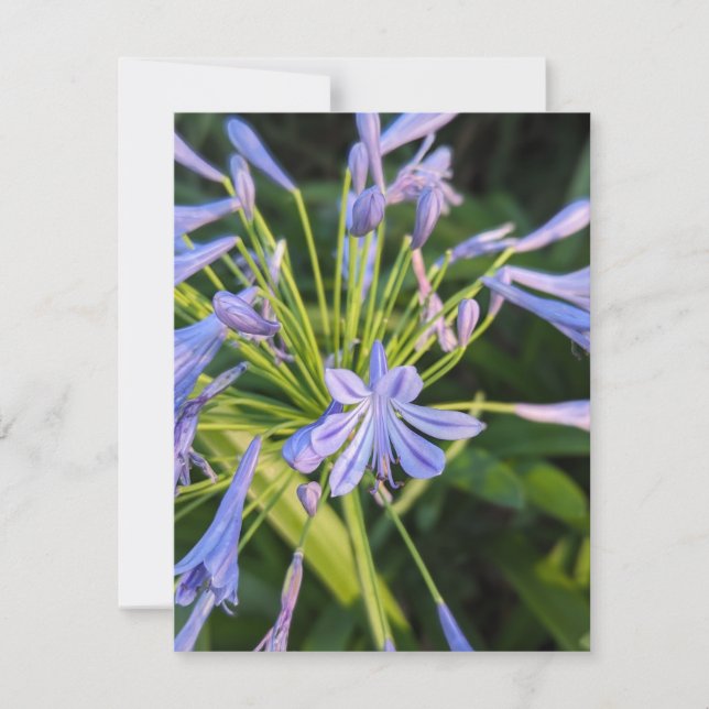 Wildblommor Anteckningskort (Framsida)