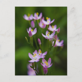Wildblommor Art Photography Vykort