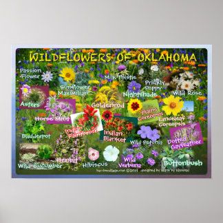 Wildblommor av Oklahoma Poster 19v2