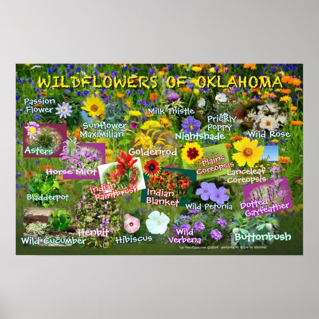 Wildblommor av Oklahoma poster 19v60 (Framsidan)
