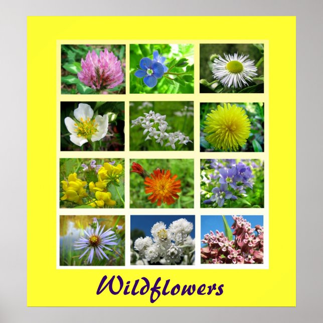Wildblommor Blommigt Nature Poster (Framsidan)