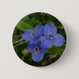 Wildblommor Blue Spiderwort Hett Vår AR Gifts Knapp