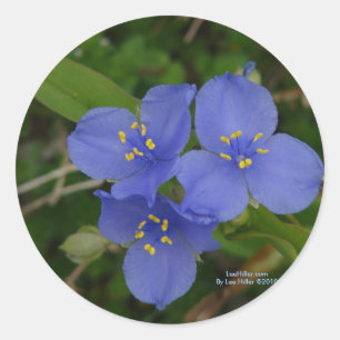 Wildblommor Blue Spiderwort Hett Vår AR Gifts Runt Klistermärke