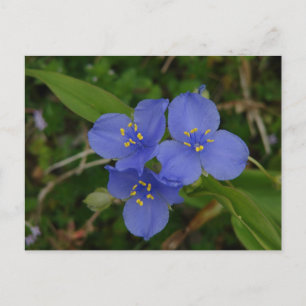 Wildblommor Blue Spiderwort Hett Vår AR Gifts Vykort