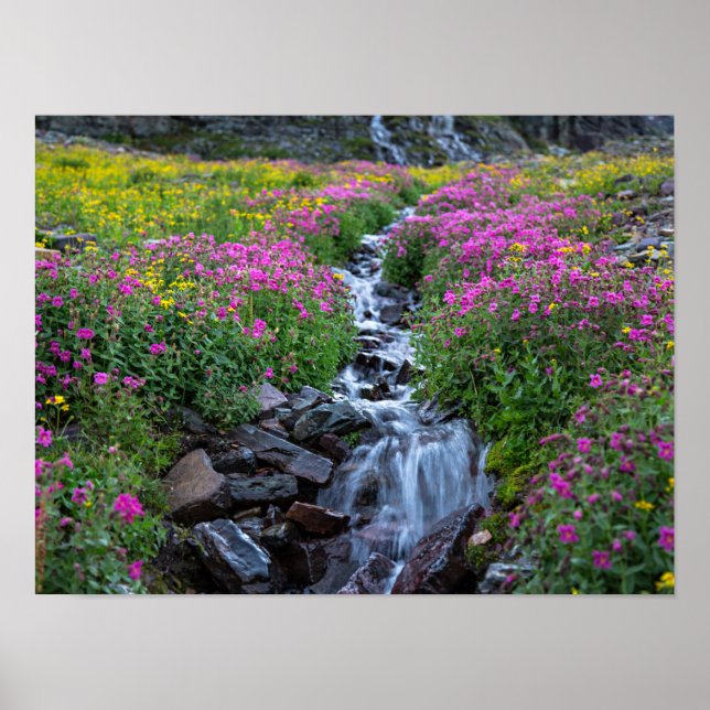 Wildblommor, Clements Mountain, Montana Poster (Framsidan)