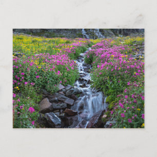 Wildblommor, Clements Mountain, Montana Vykort