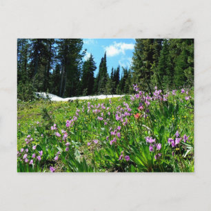 Wildblommor & Firs Vykort