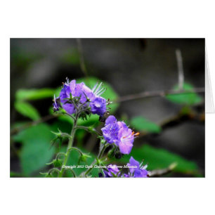 Wildblommor från Chilhowee Mountain, Tennessee OBS Kort