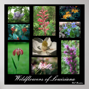 Wildblommor från Louisiana Poster