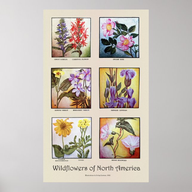Wildblommor från Nordamerika [A] Poster (Framsidan)